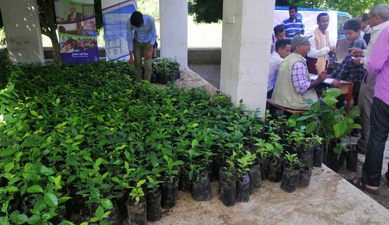 Growing and Producing Coffee Seedlings Project